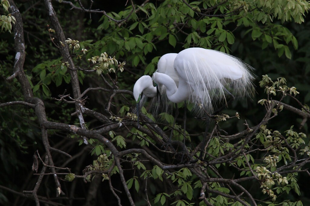 サギのコロニ-の様子