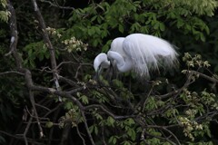 サギのコロニ-の様子