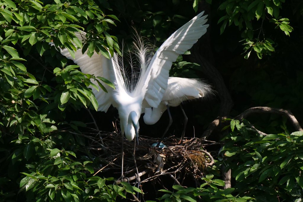 サギのコロニ-の様子