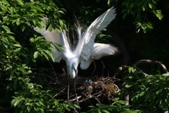 サギのコロニ-の様子