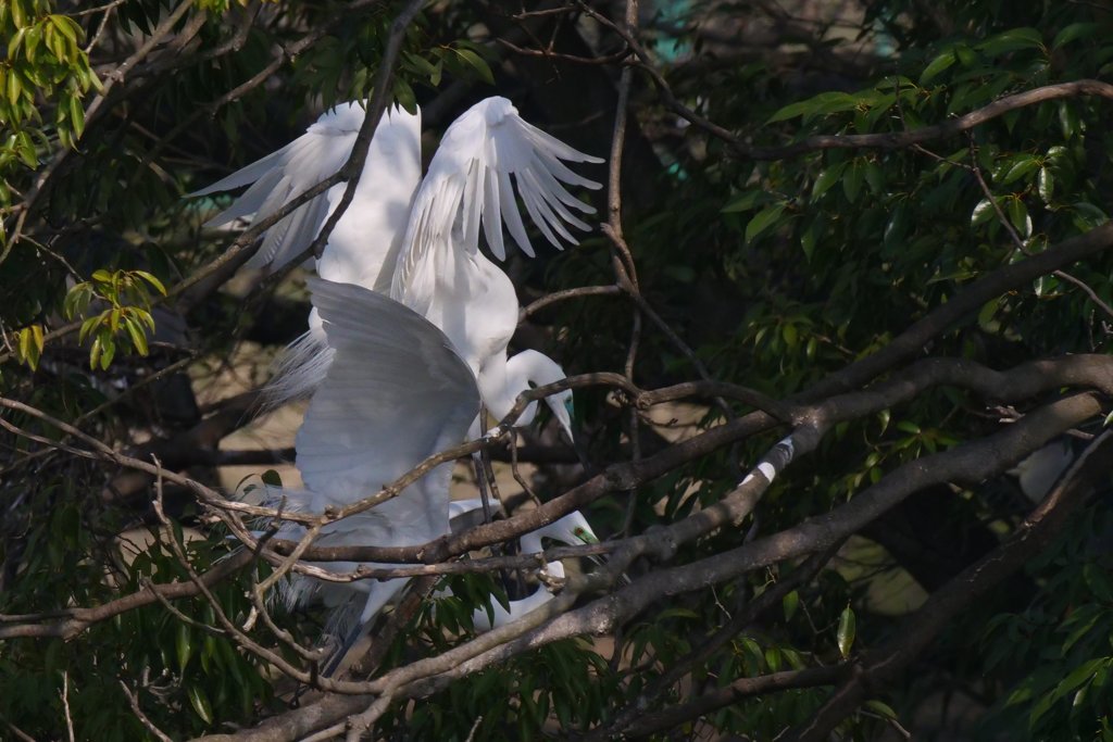 サギのコロニ-の様子
