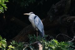 サギのコロニ-の様子