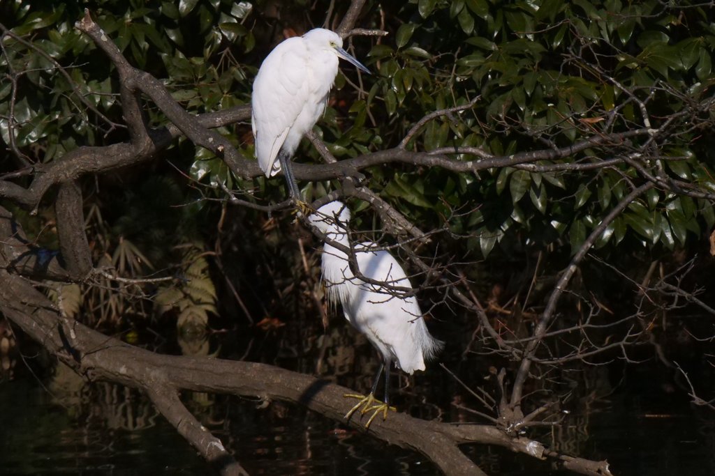 サギのコロニ-の様子