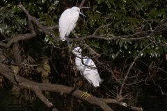 サギのコロニ-の様子