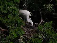 サギのコロニ-の様子