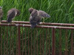 サギのコロニ-の様子