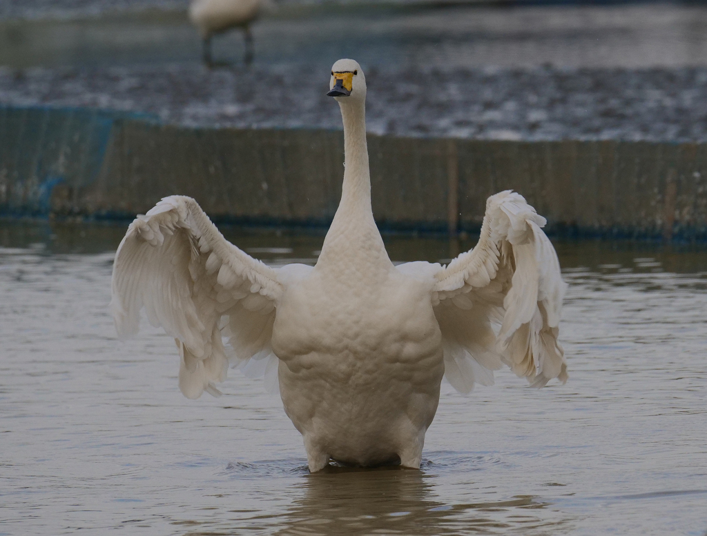 印西市の白鳥