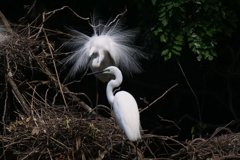 サギのコロニ-の様子