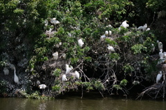 サギのコロニ-の様子