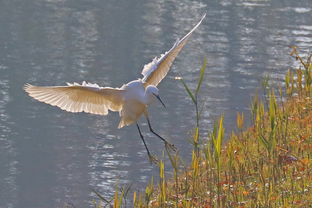 家の近くの池の状況