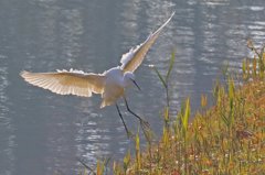 家の近くの池の状況