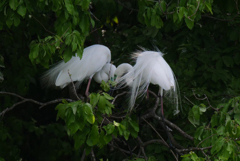 サギのコロニ-の様子