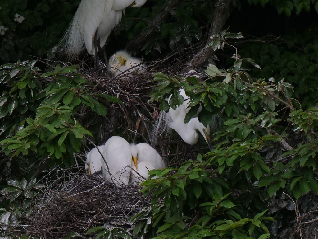 サギのコロニ-の様子
