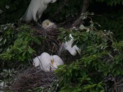 サギのコロニ-の様子