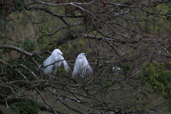 サギのコロニーの様子