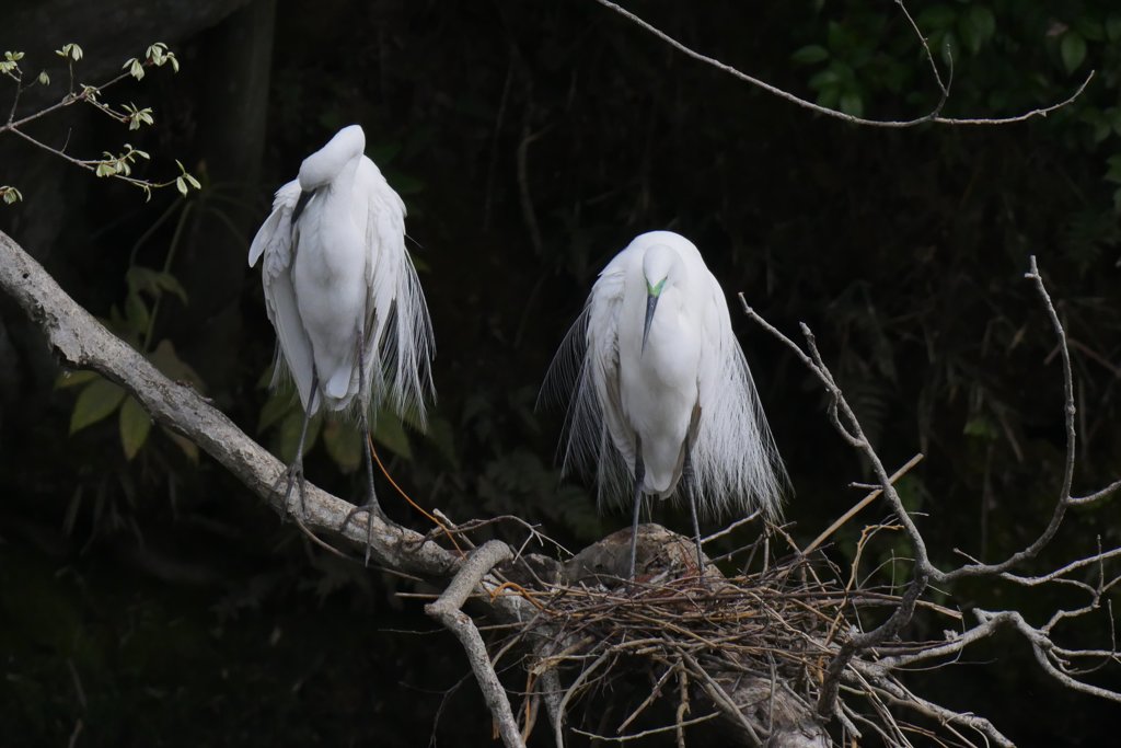 サギのコロニ-の様子