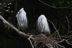 サギのコロニ-の様子