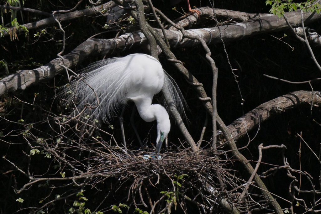 サギのコロニ-の様子