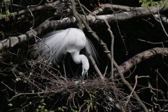 サギのコロニ-の様子