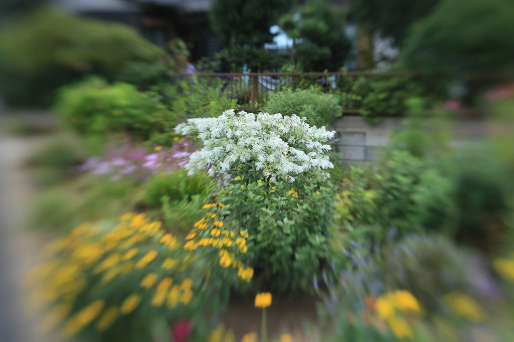 LENSBABY   EOSフルサイズ試写