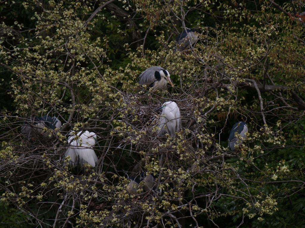 サギのコロニ-の様子