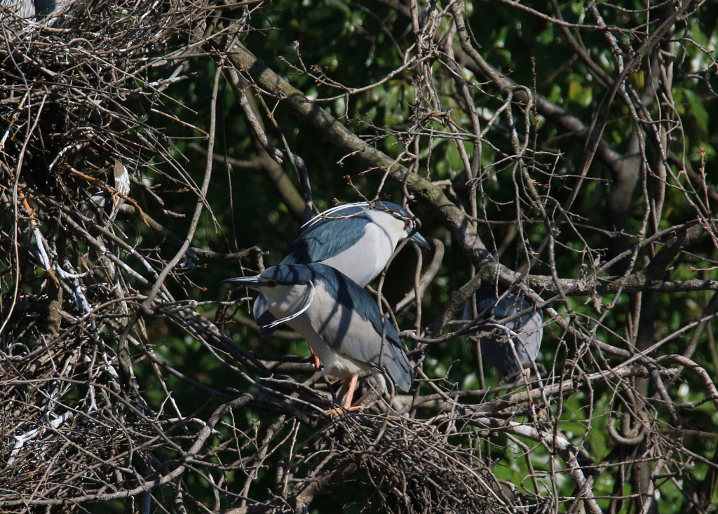 サギのコロニーの様子