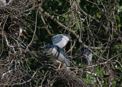サギのコロニーの様子
