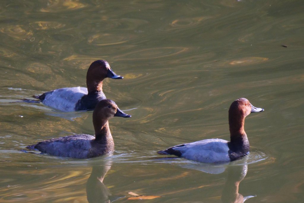 サギのコロニ-の様子