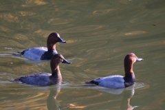 サギのコロニ-の様子