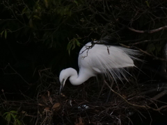 サギのコロニ-の様子