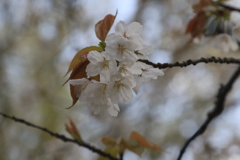 家の近くの桜