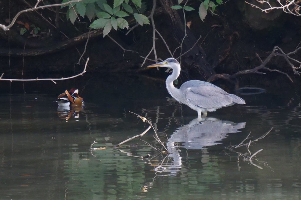 サギのコロニ-の様子