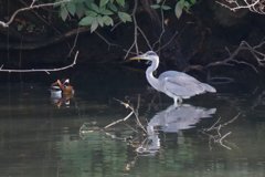 サギのコロニ-の様子