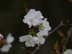 染井吉野で無い桜の花