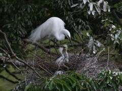 サギのコロニ-の様子