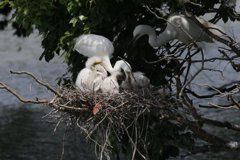 サギのコロニ-の様子