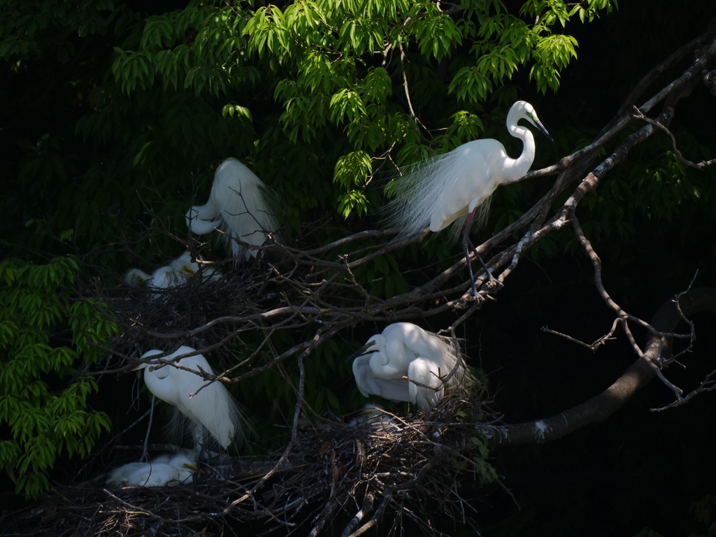 サギのコロニ-の様子