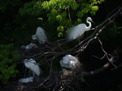 サギのコロニ-の様子