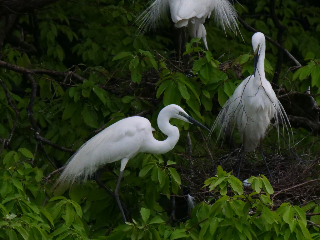 サギのコロニ-の様子
