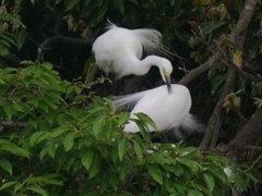 サギのコロニ-の様子