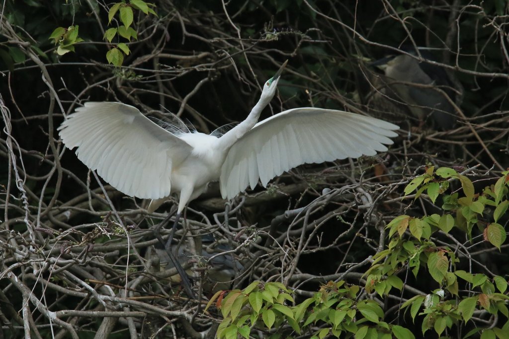 サギのコロニ-の様子