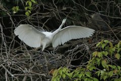 サギのコロニ-の様子