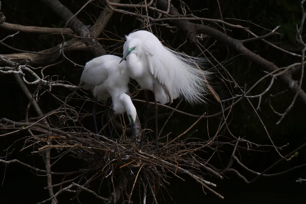 サギのコロニ-の様子