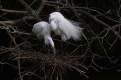 サギのコロニ-の様子