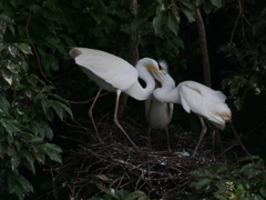 サギのコロニ-の様子