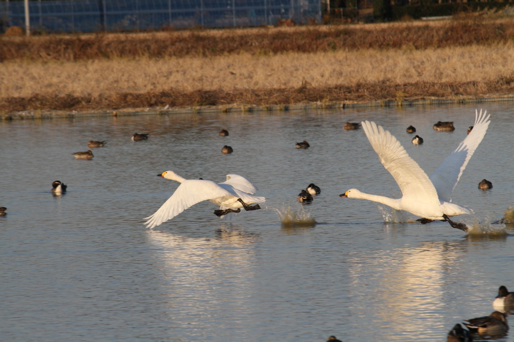 白鳥の飛び立ち