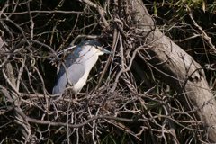 サギのコロニ-の様子