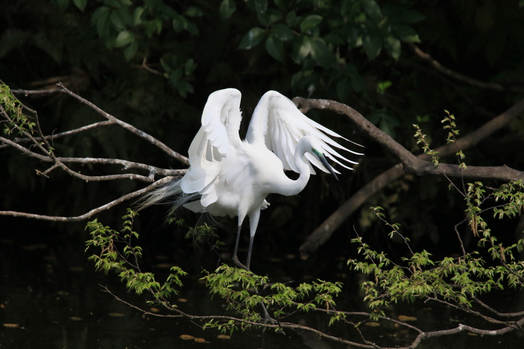 サギのコロニ-の様子