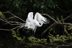 サギのコロニ-の様子