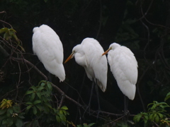 サギのコロニ-の様子
